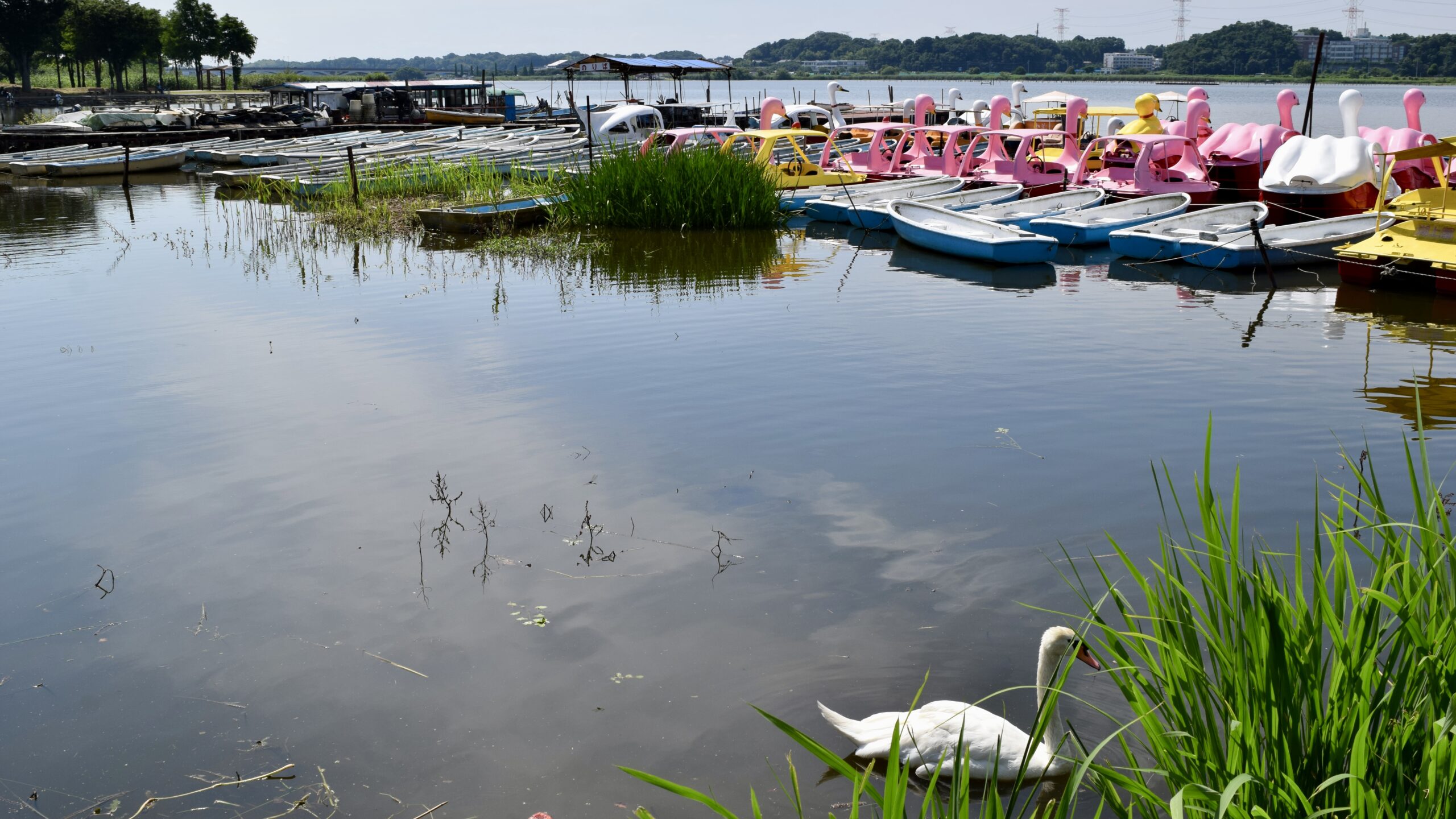 手賀沼公園の様子