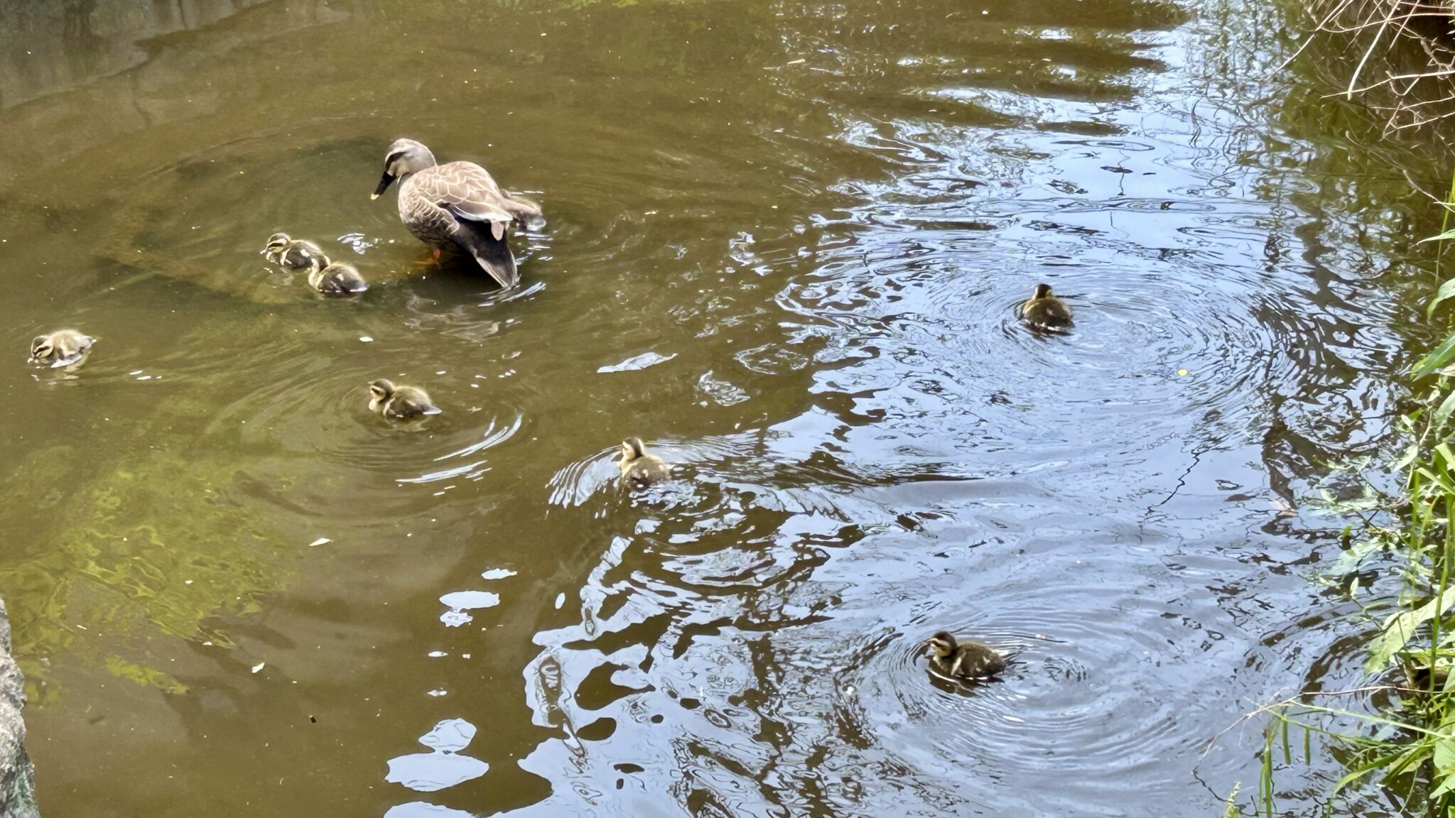 沼で泳いでいるカモの親子