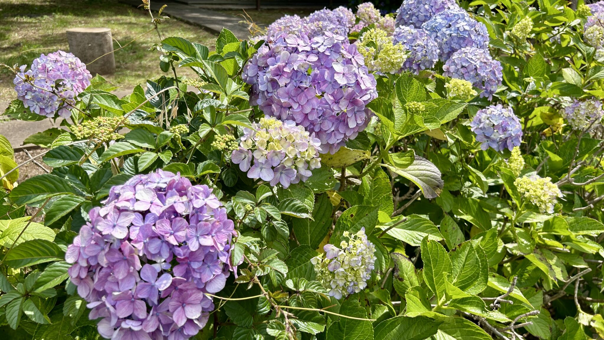 真間山弘法寺に咲く紫陽花