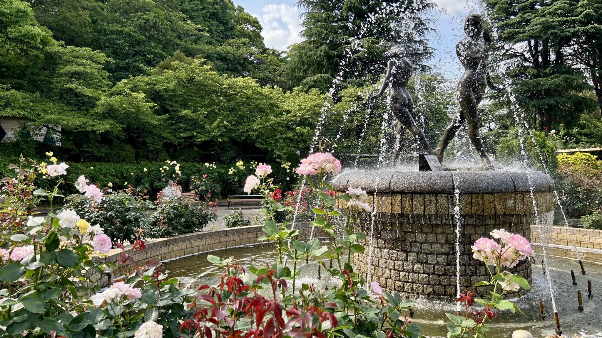 里見公園のバラ園