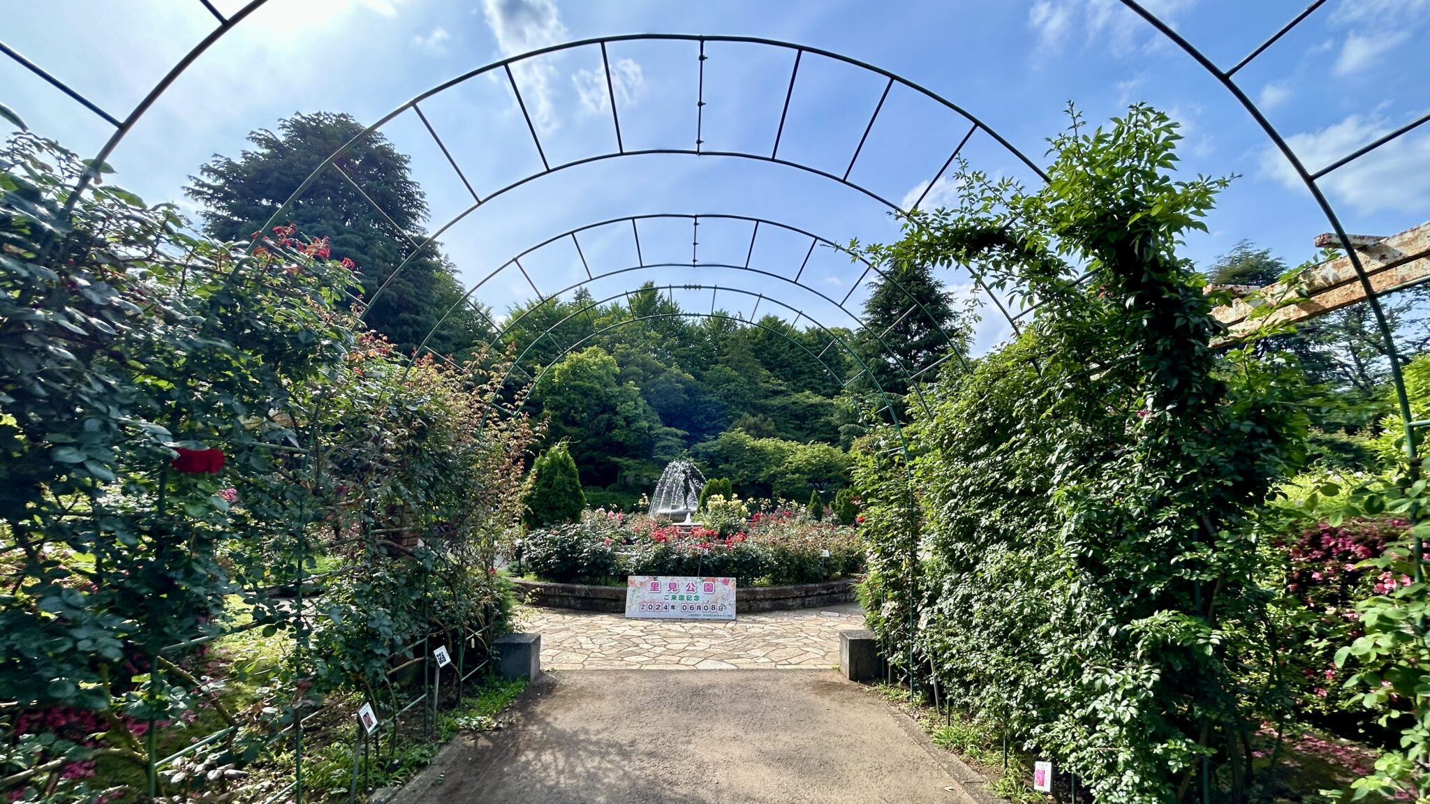 里見公園のバラ園