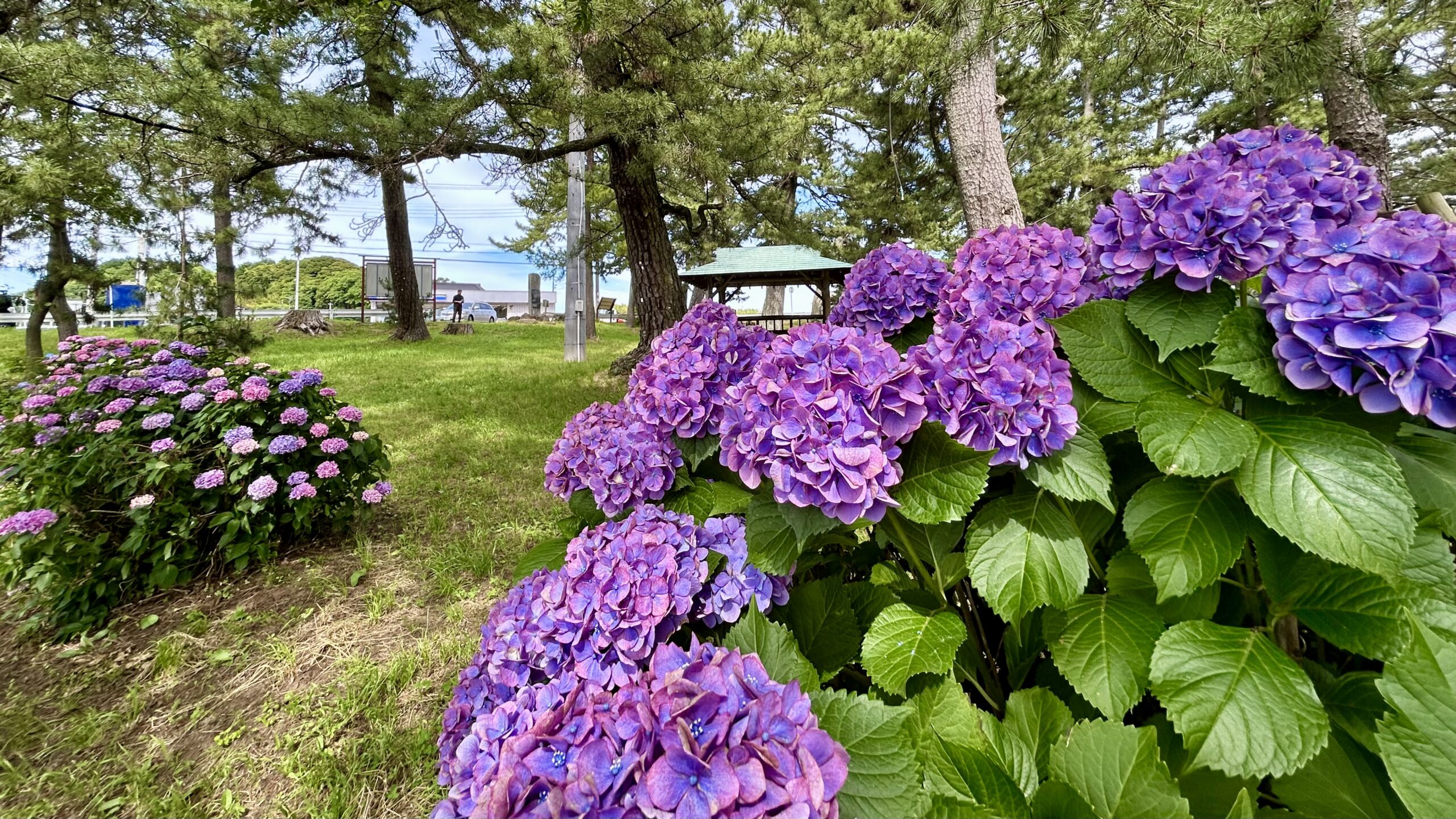 甚兵衛公園の園内と紫陽花