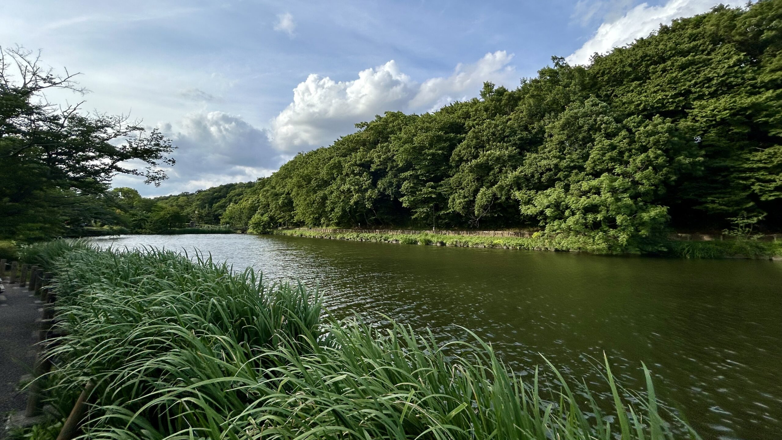 じゅんさい池公園の美しい池(旧国分沼)