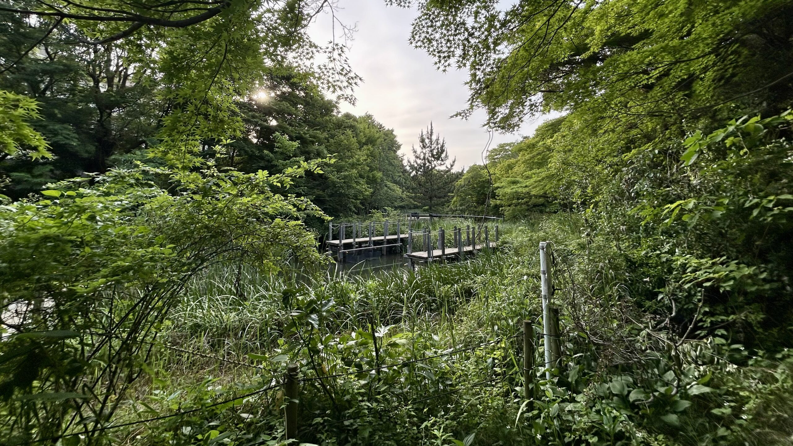 じゅんさい池公園の美しい池(旧国分沼)