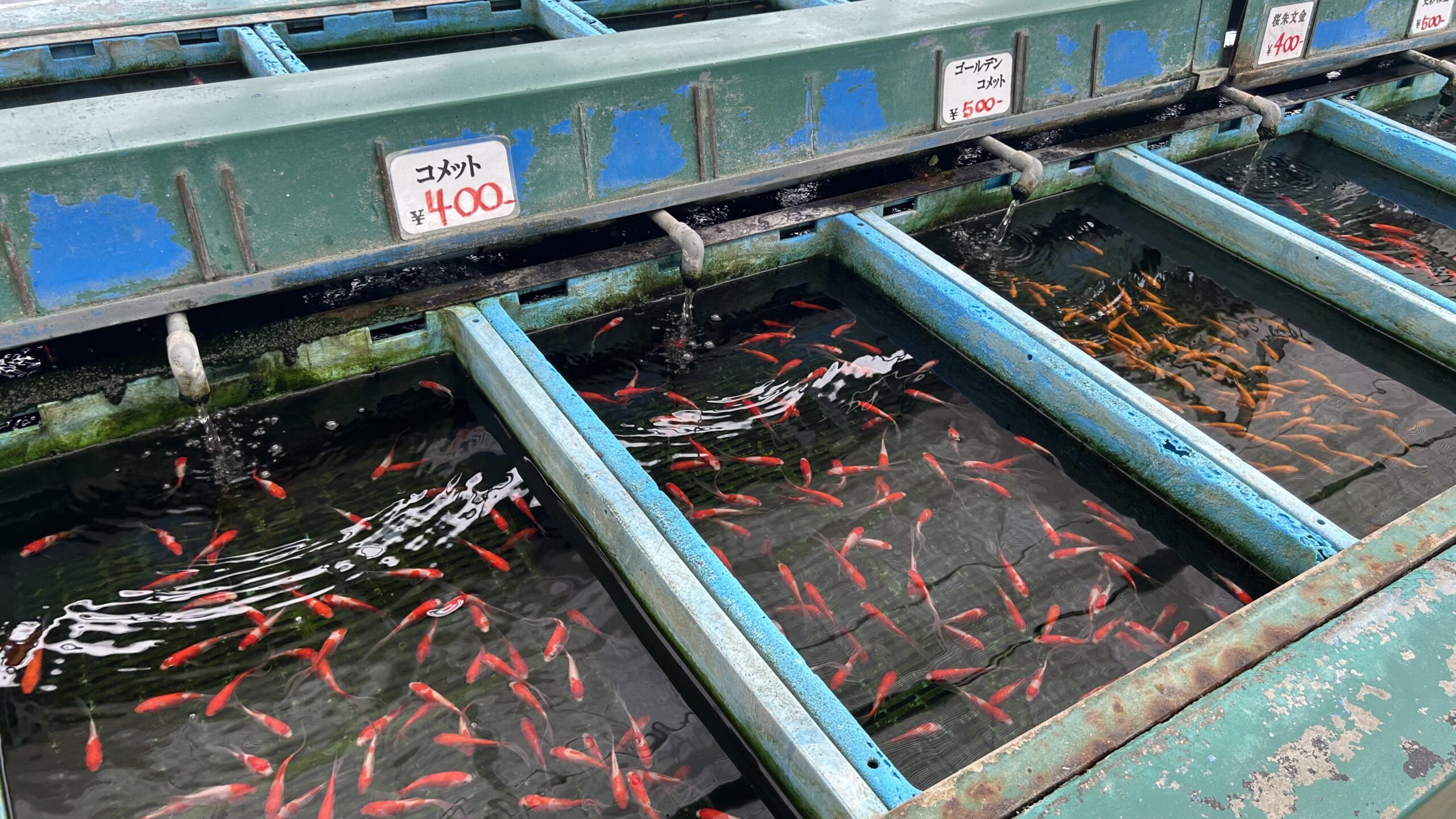 谷養魚場の魚販売エリア