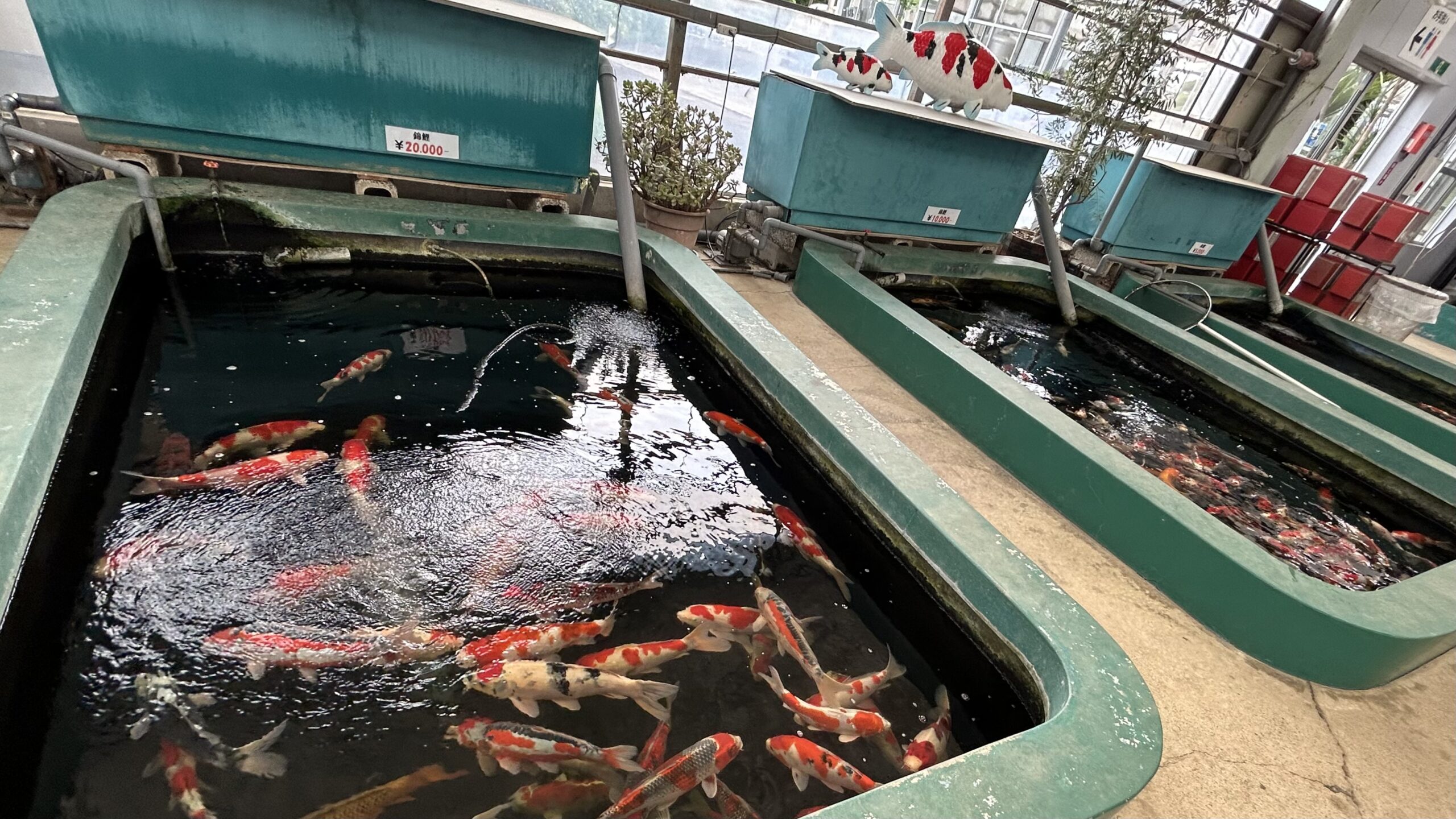 谷養魚場の魚販売エリア