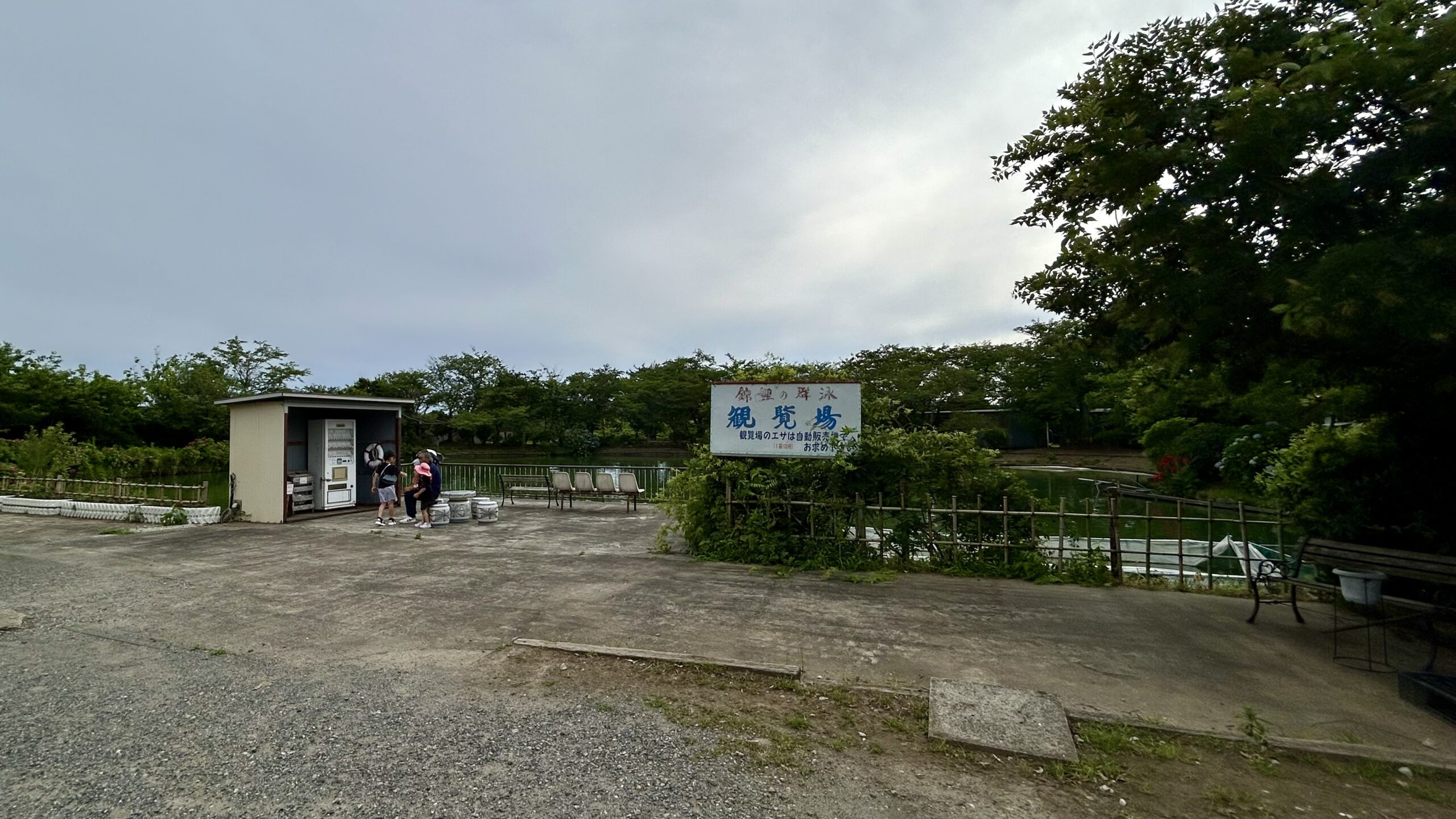 谷養魚場の観覧場、鯉の餌やり体験