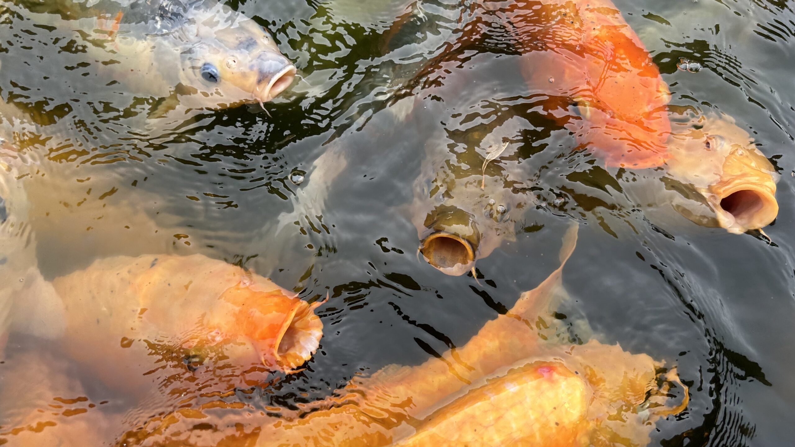 谷養魚場の元気な鯉たち